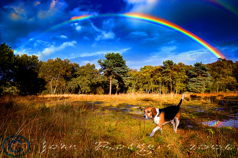 Barney  Beagle goes walking under the rainbow. Although 'enhanced' this photograph is 'as it happened' and not a composite.  Here you can see his first swim.  Please click on the image to view  his latest Flash gallery