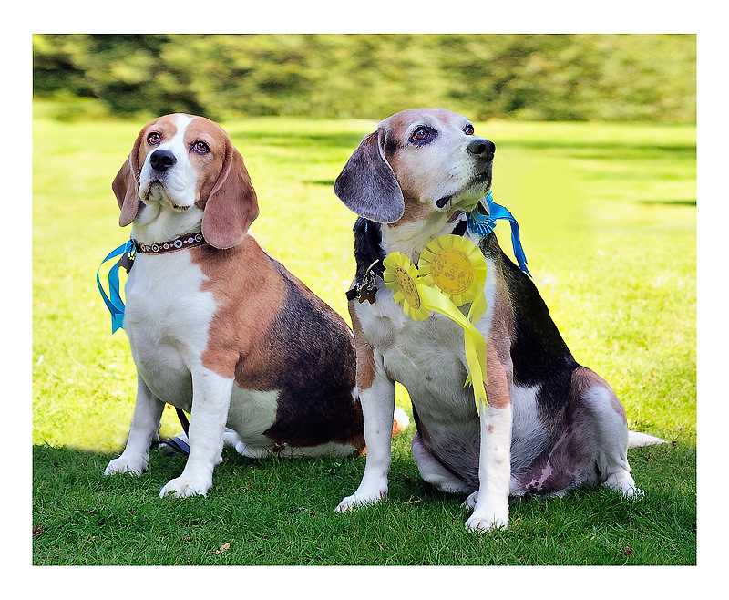 Barney Beagle and Flo Beagle, winners